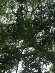 Chloroleucon mangense