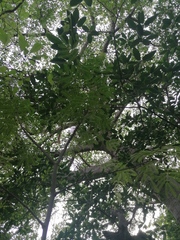 Chloroleucon mangense