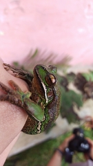 Gastrotheca dunni
