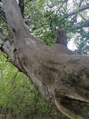 Chloroleucon mangense