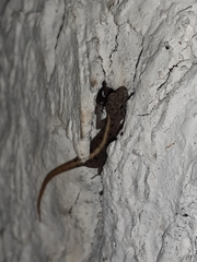 Cnemaspis mysoriensis