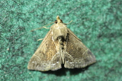 Hypena crassalis