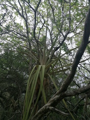 Tillandsia huamelulaensis