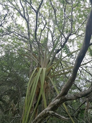 Tillandsia huamelulaensis