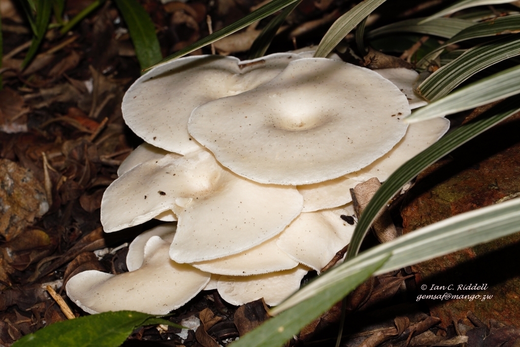 Lentinus cladopus
