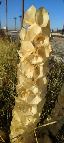 Moluccella laevis