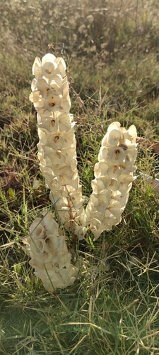 Moluccella laevis