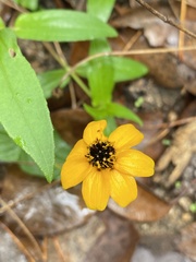 Zinniinae