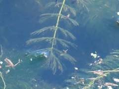 Ceratophyllaceae