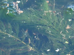 Ceratophyllaceae