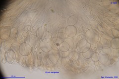 Adelphella babingtonii