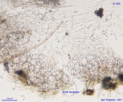 Adelphella babingtonii