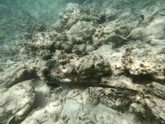 Fistularia commersonii