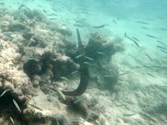 Fistularia commersonii