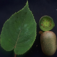 Actinidia latifolia