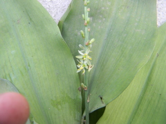 Chlorophytum orchidastrum