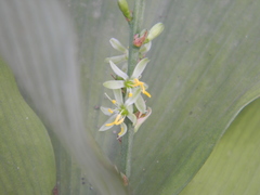 Chlorophytum orchidastrum