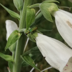 Chrysanthia viridissima