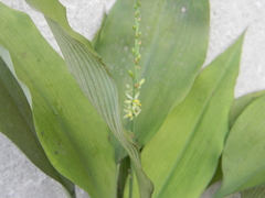 Chlorophytum orchidastrum