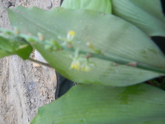 Chlorophytum orchidastrum