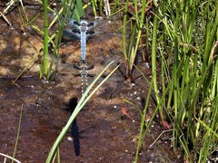 Libellula nodisticta