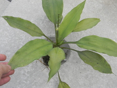 Chlorophytum orchidastrum