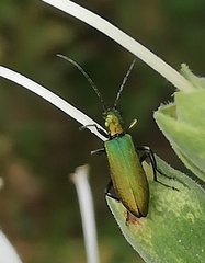 Chrysanthia viridissima