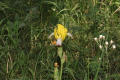Iris variegata