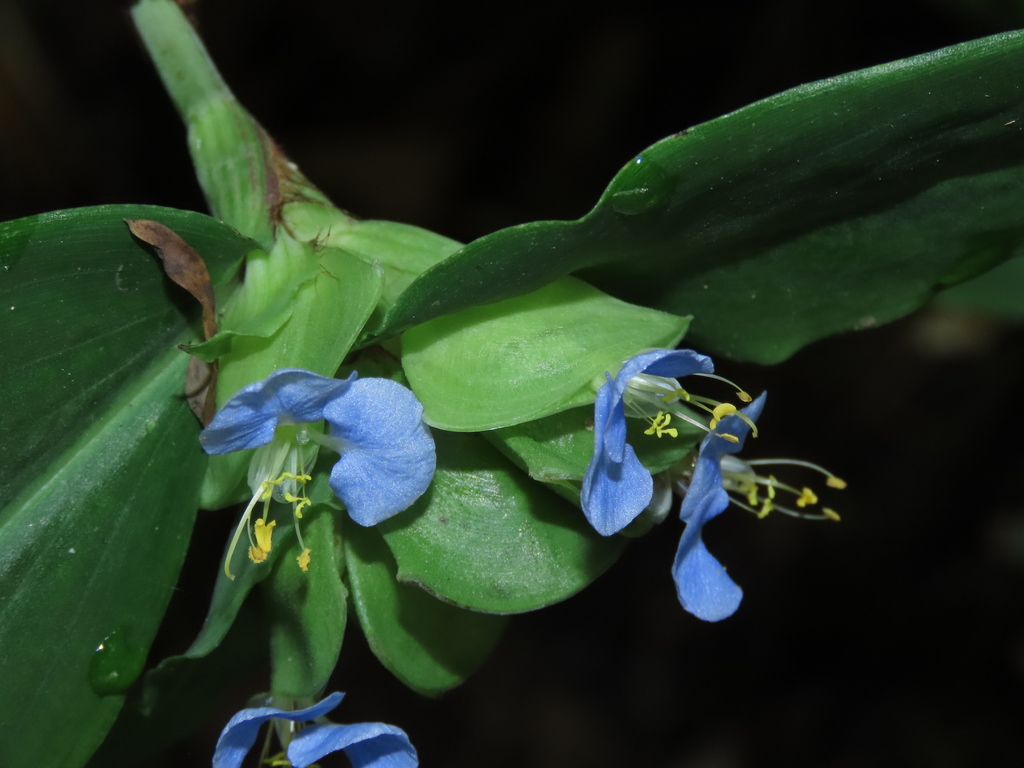 Swamp Dayflower