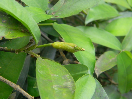 Culcasia scandens image