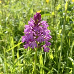Anacamptis pyramidalis