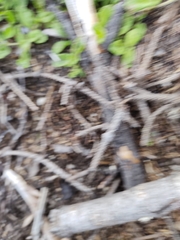 Veronica officinalis