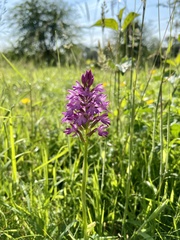 Anacamptis pyramidalis