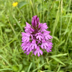 Anacamptis pyramidalis