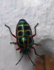 Calidea dregii
