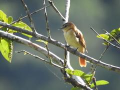 Pachyramphus rufus