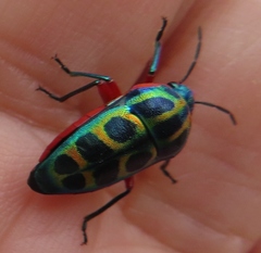 Calidea dregii