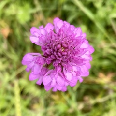 Anacamptis pyramidalis