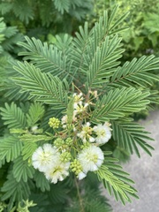 Acaciella