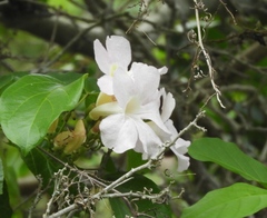 Bignonia potosina
