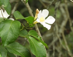 Bignonia potosina
