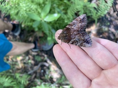 Catocala muliercula