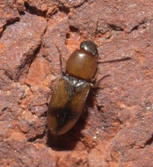 Paradonus