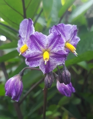 Solanum muricatum