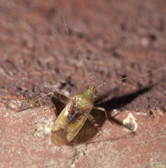 Phytocoris tibialis