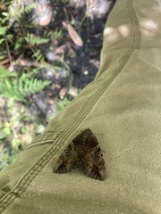 Catocala muliercula