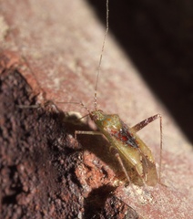 Phytocoris tibialis