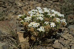 Leptosiphon nuttallii pubescens
