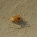 Common House Sac Spider - Photo (c) Joachim Louis, some rights reserved (CC BY-NC-ND), uploaded by Joachim Louis