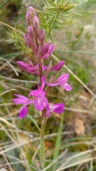 Orchis mascula laxifloriformis